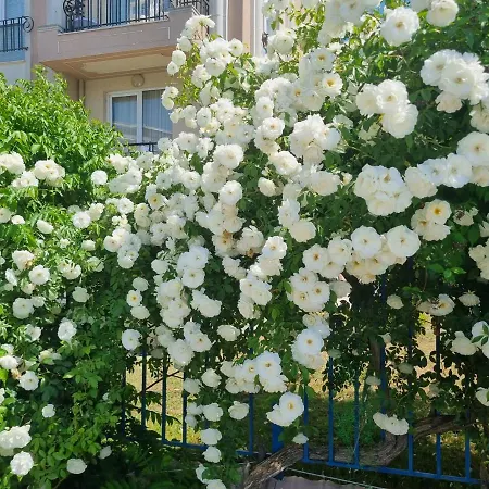 Appartement With Balcony 300m From *